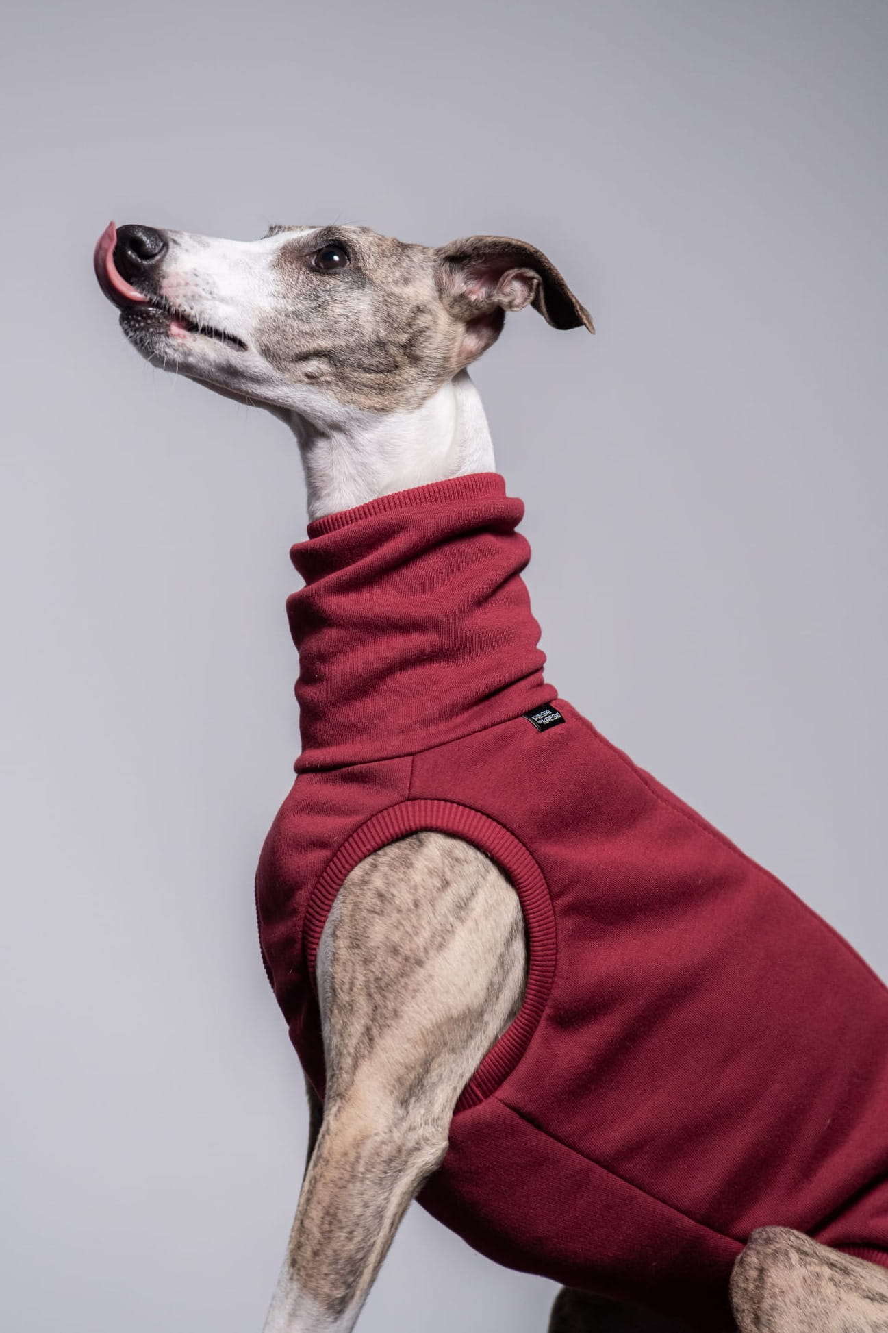 Dresowa bluza dla whippeta - bordo